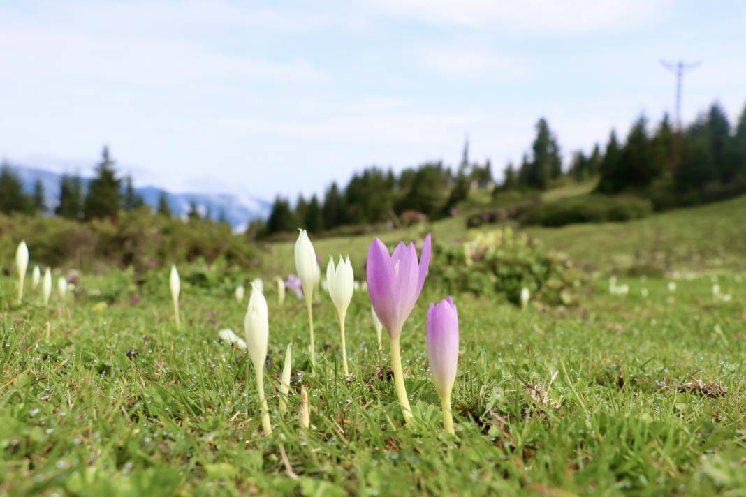 Karadeniz'in mor habercisi! Vargit çiçeği yaylacıları eve çağırıyor 3